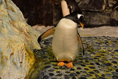 Close-up of penguin on rock by lake