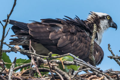 Low angle view of eagle perching on branch