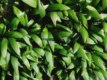 High angle view of fresh green leaves