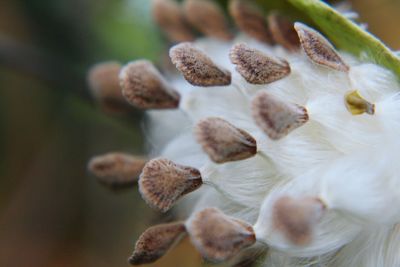 Close-up of white flowering plants