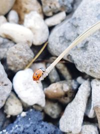 Ladybug on rock