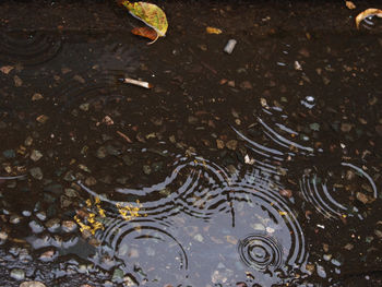 High angle view of puddle