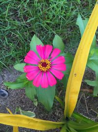 Close-up of pink flower