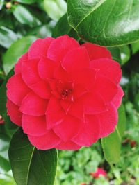 Close-up of red rose flower