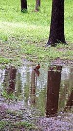 Bird on tree trunk by lake