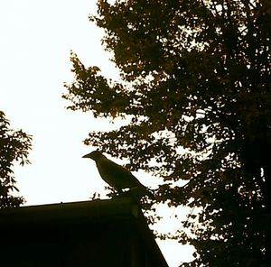 Low angle view of bird perching on tree trunk