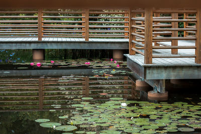Potted plants by pond against building