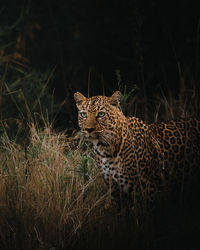 Leopard on field