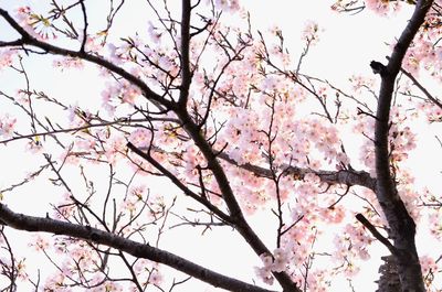 Low angle view of pink flower tree