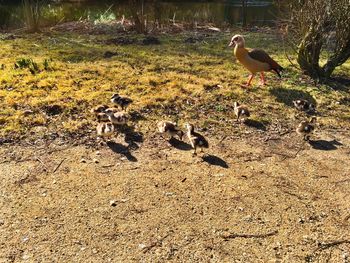 Birds on field