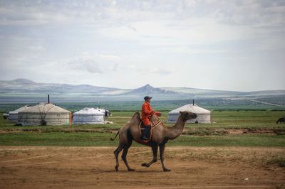 Horse standing in ranch against sky