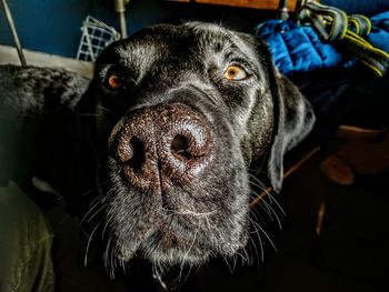 Close-up portrait of a dog at home