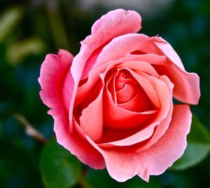 Close-up of pink rose