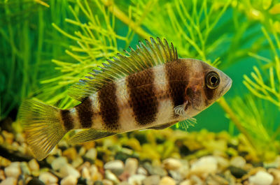 Close-up of fish swimming in sea