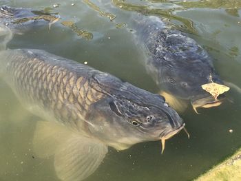 High angle view of fish swimming in lake