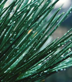 Full frame shot of wet leaf