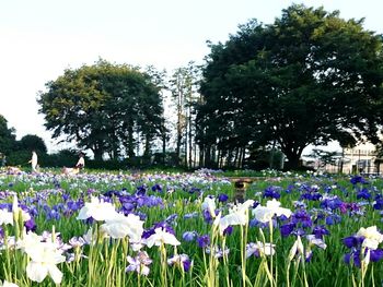 Flowers blooming in field