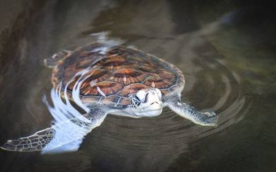 High angle view of turtle swimming in lake