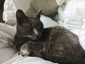 View of a cat sleeping on bed