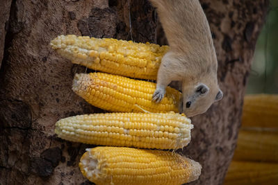 Close-up of corn