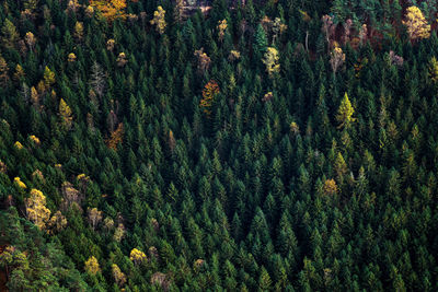 Pine trees in forest