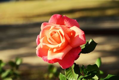 Close-up of red rose against blurred background