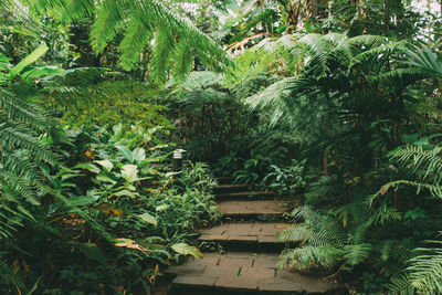 High angle view of trees in forest