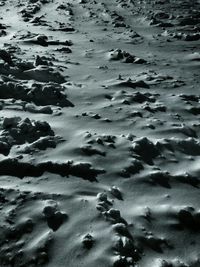 High angle view of crab swimming in lake