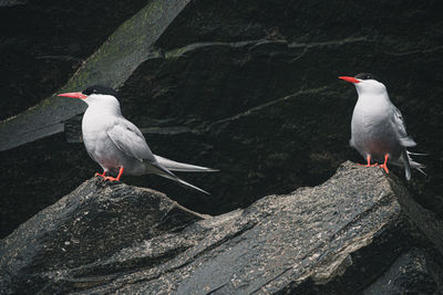 Bird perching on rock