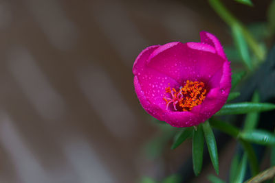 Close-up of pink flower