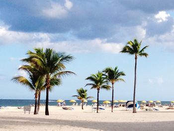 Palm trees on beach against sky