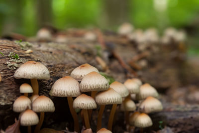 Close-up of mushrooms growing on field