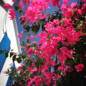 Low angle view of pink flowers blooming on tree