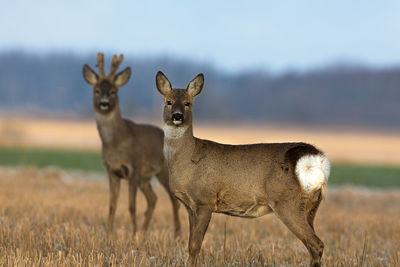 Portrait of roe deer standing on field