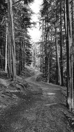 Road amidst trees in forest