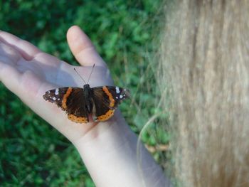 Cropped image of hand holding insect