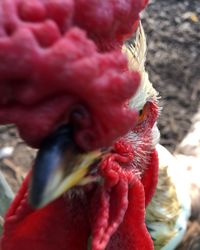 Close-up of rooster