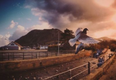 Bird flying over mountain against sky