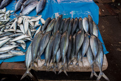 High angle view of fish for sale at market