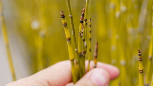 Close-up of hand holding yellow flower