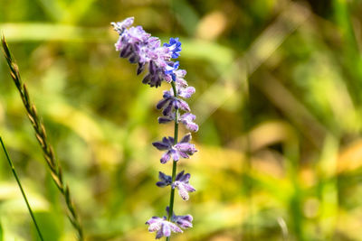 Close-up of purple flowering plant