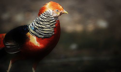 Close-up of an exotic bird