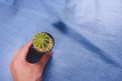 Close-up of hand holding cactus on blue fabric