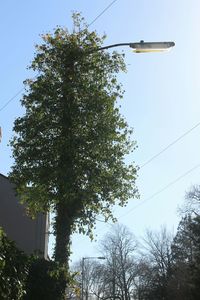 Low angle view of trees against clear blue sky