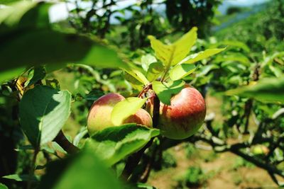 Close-up of apples on tree