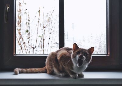 Cat looking through window