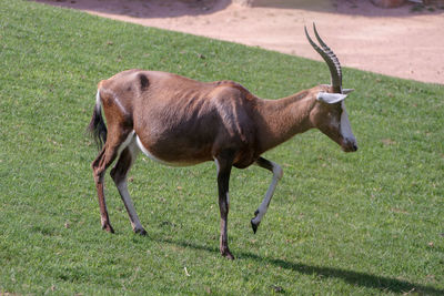 Side view of a horse on field