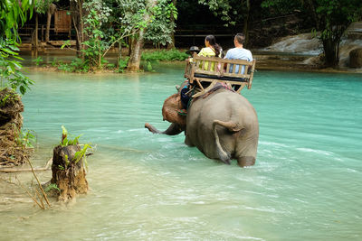 Man riding elephant walking in water
