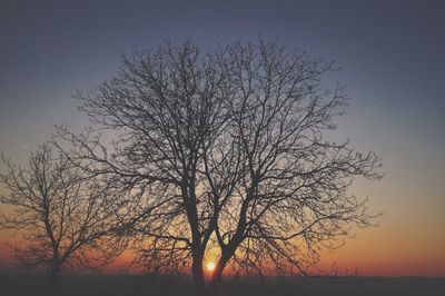 Silhouette of bare trees at sunset