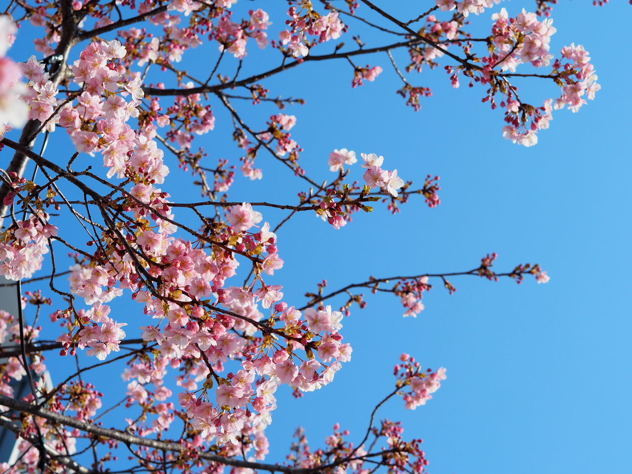 LOW ANGLE VIEW OF CHERRY BLOSSOMS AGAINST SKY